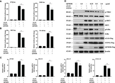 African swine fever virus QP383R dampens type I interferon production by promoting cGAS palmitoylation